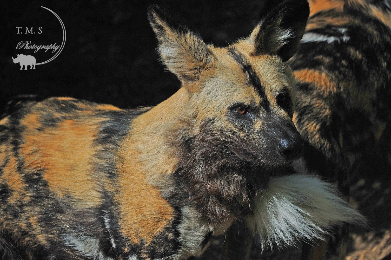 African Hunting Dog