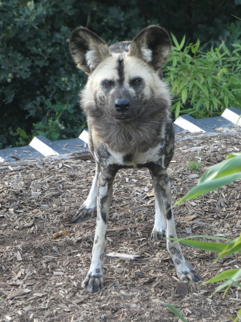 African Hunting Dog