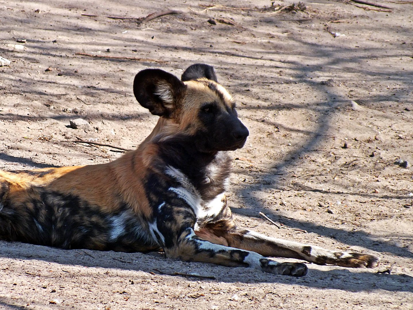 African hunting dog