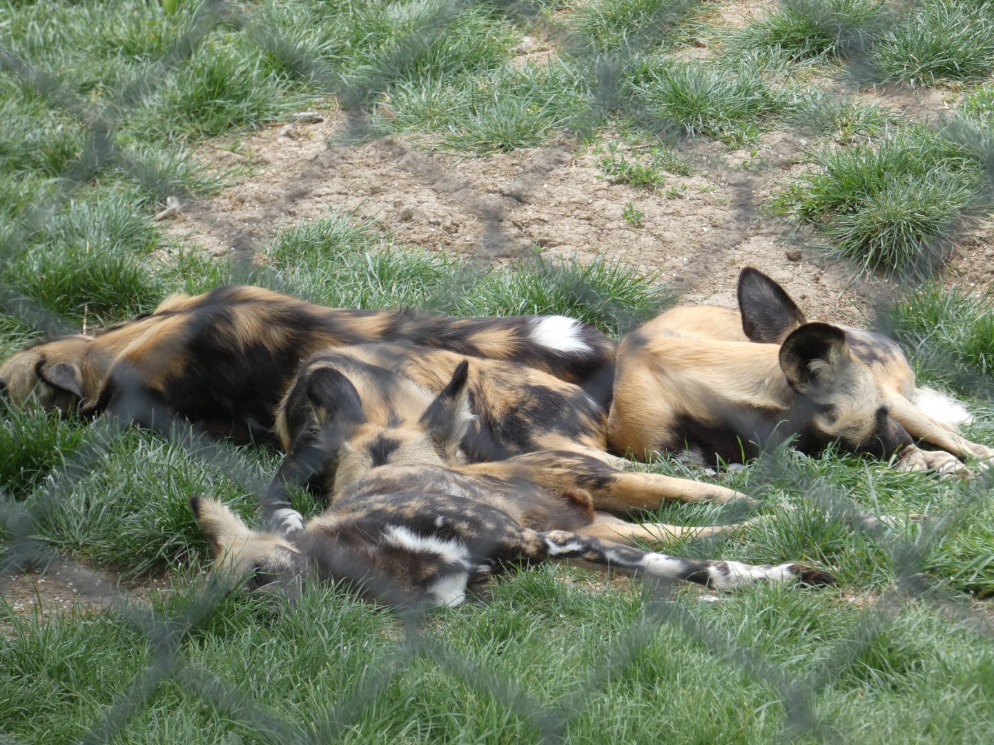 African hunting dog