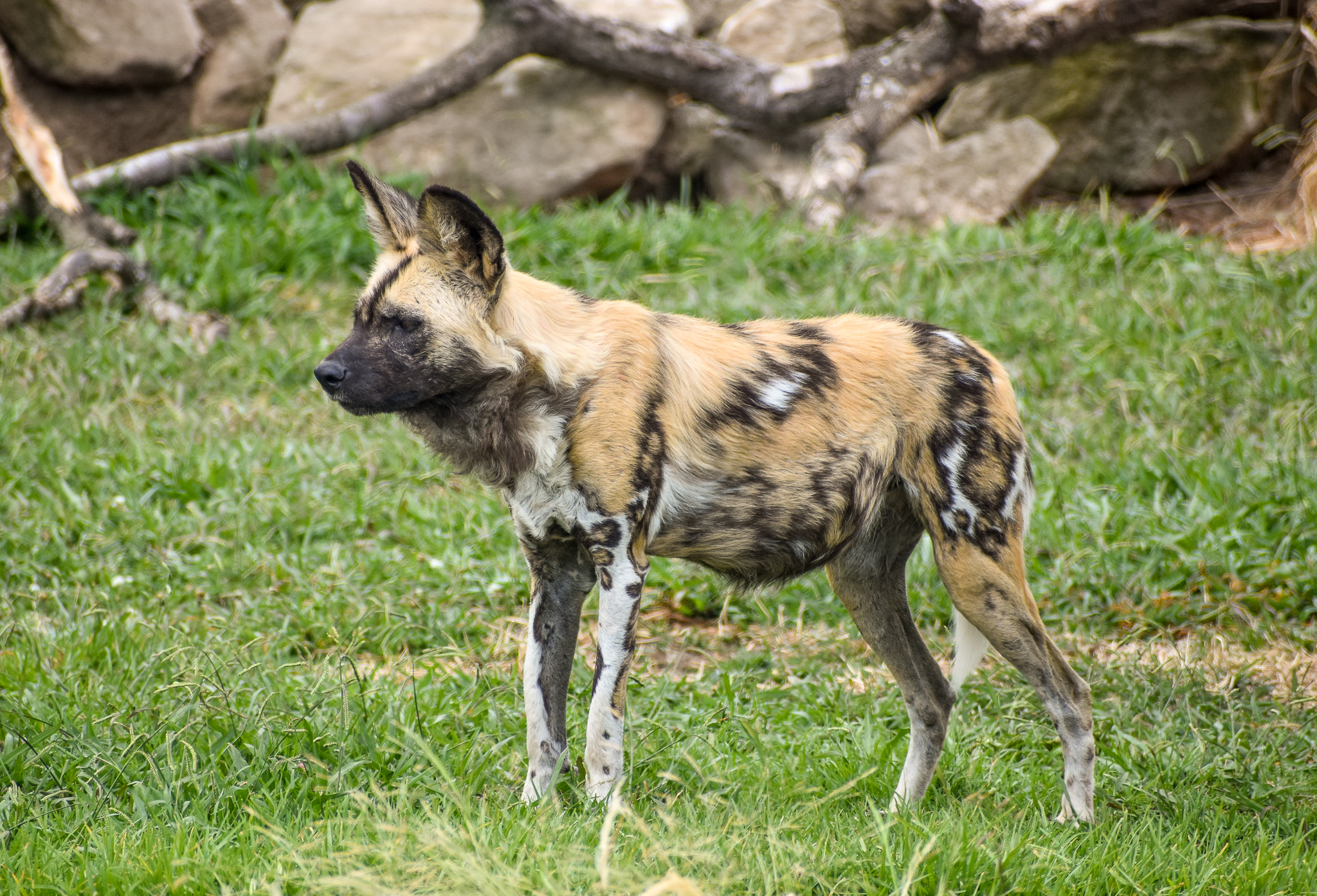 African Hunting Dog