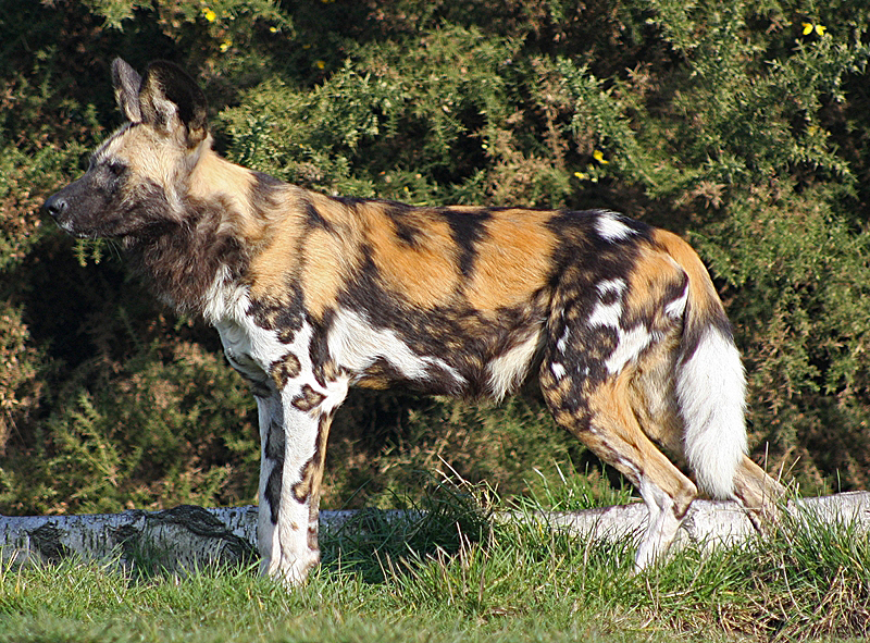 African Hunting Dog.