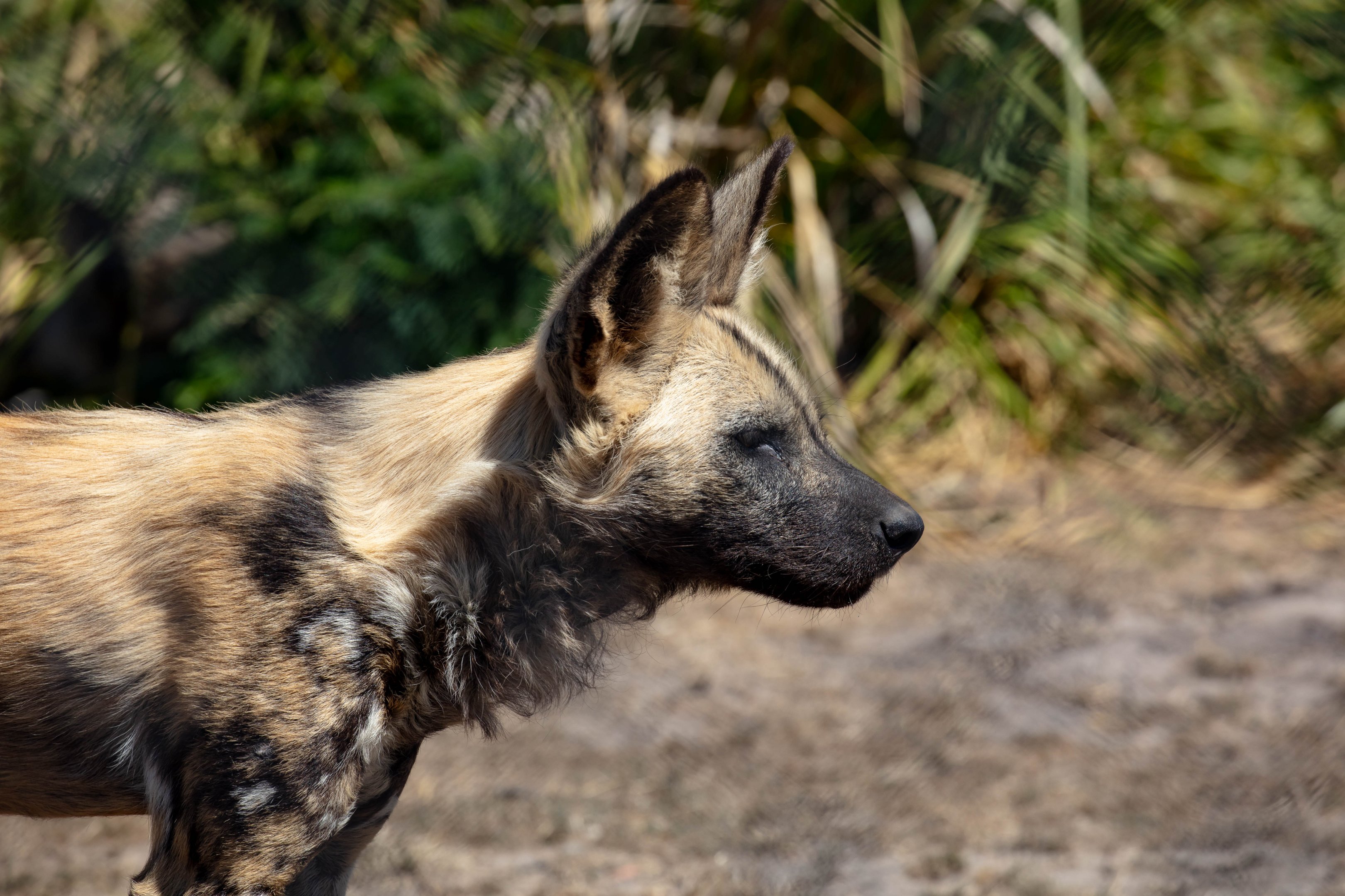African Hunting Dog
