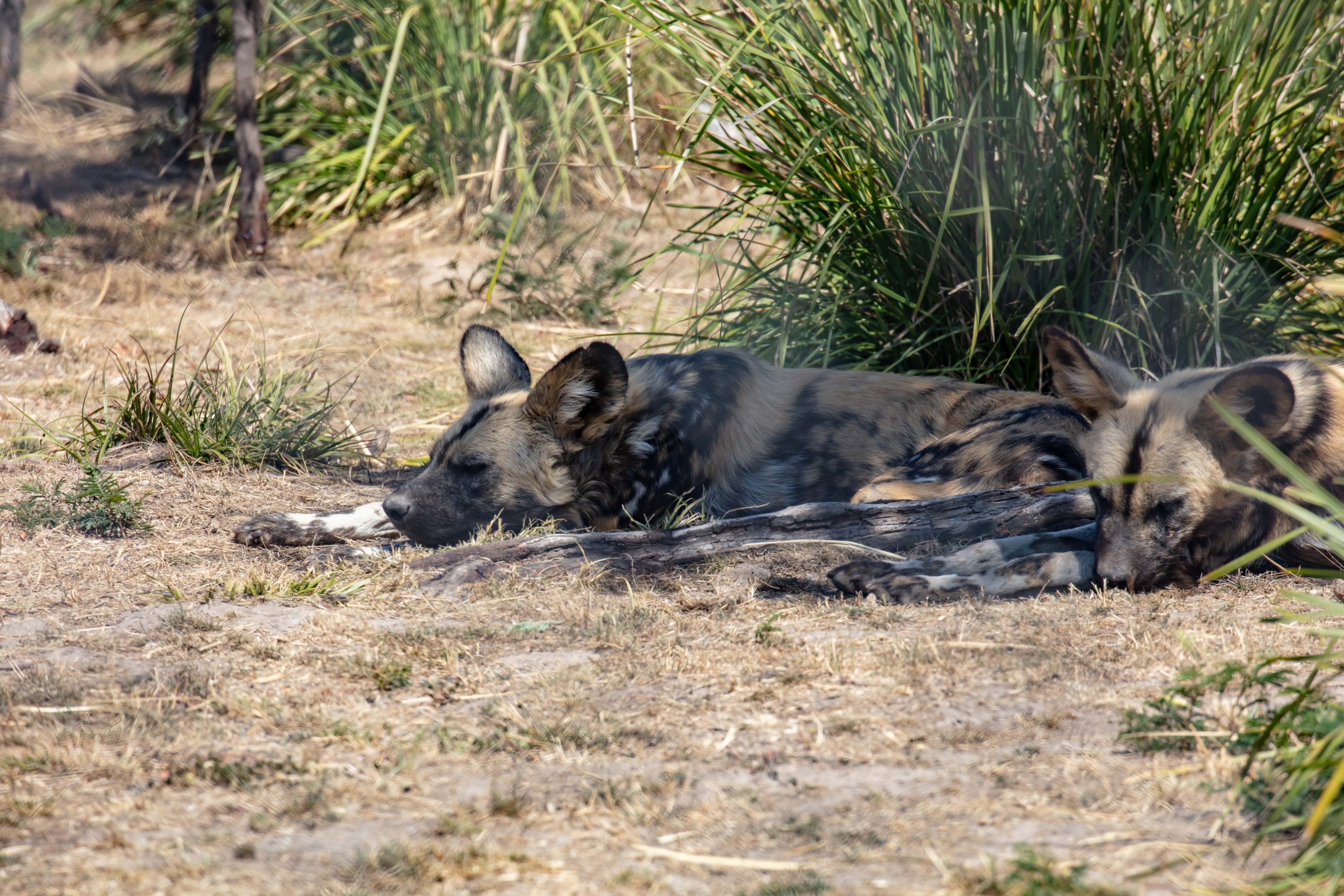 African Hunting Dog
