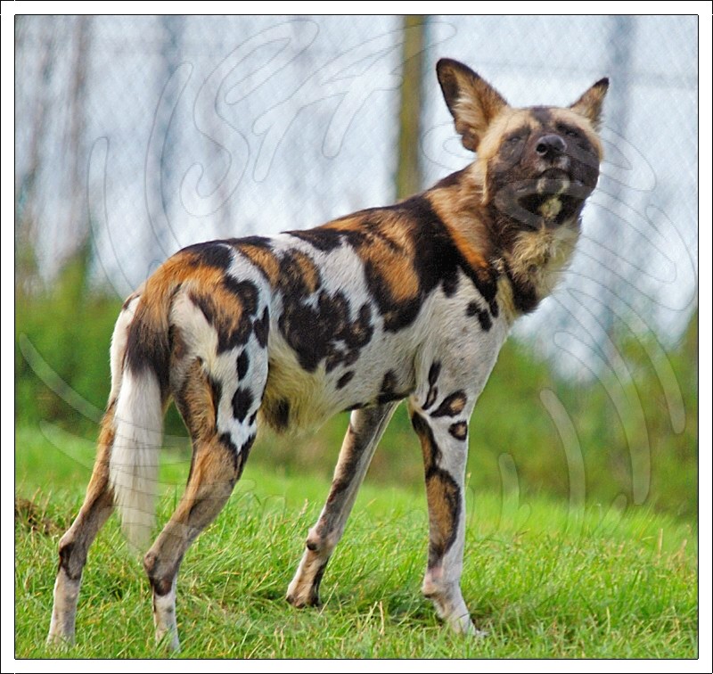 African Hunting Dog