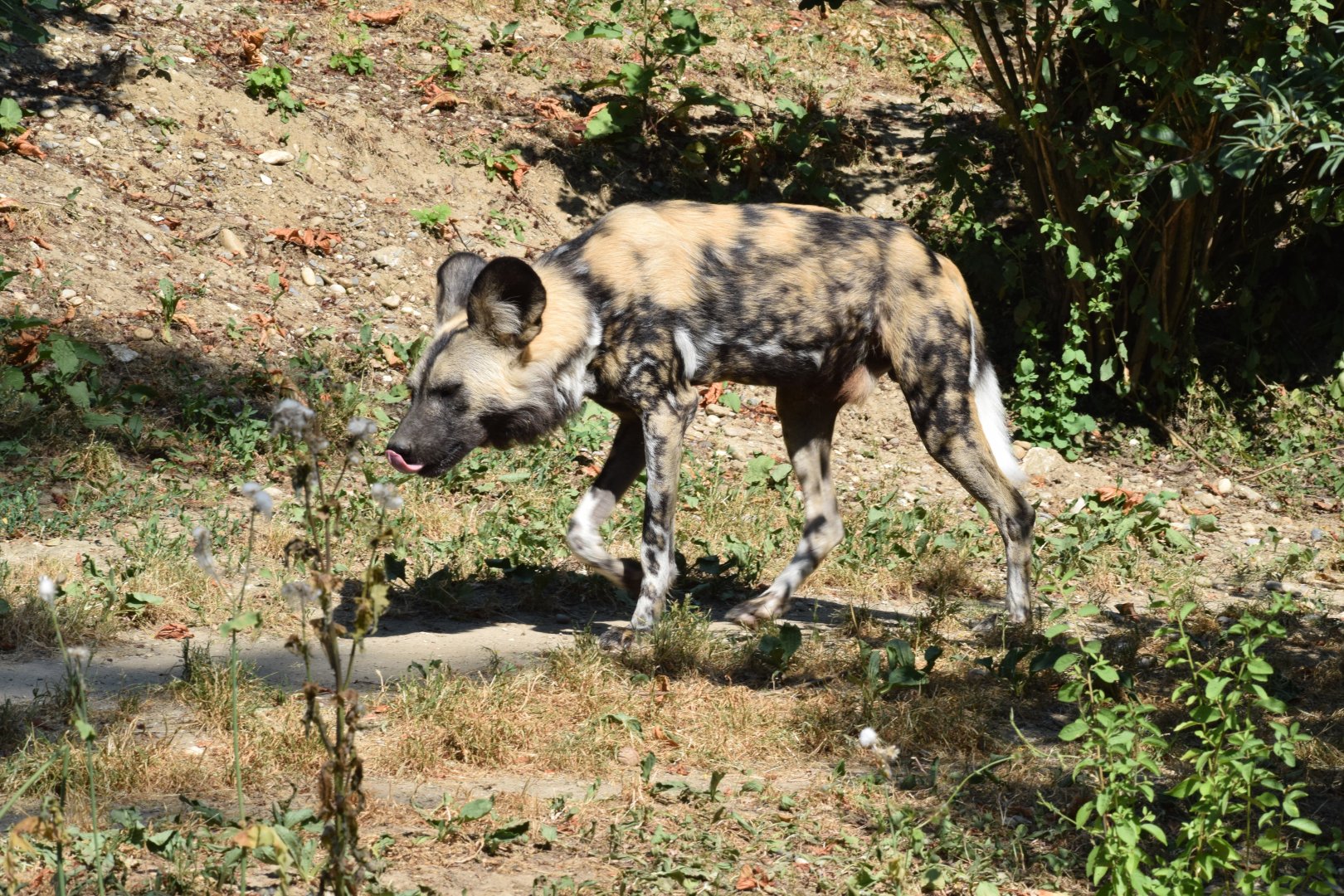 African hunting dog