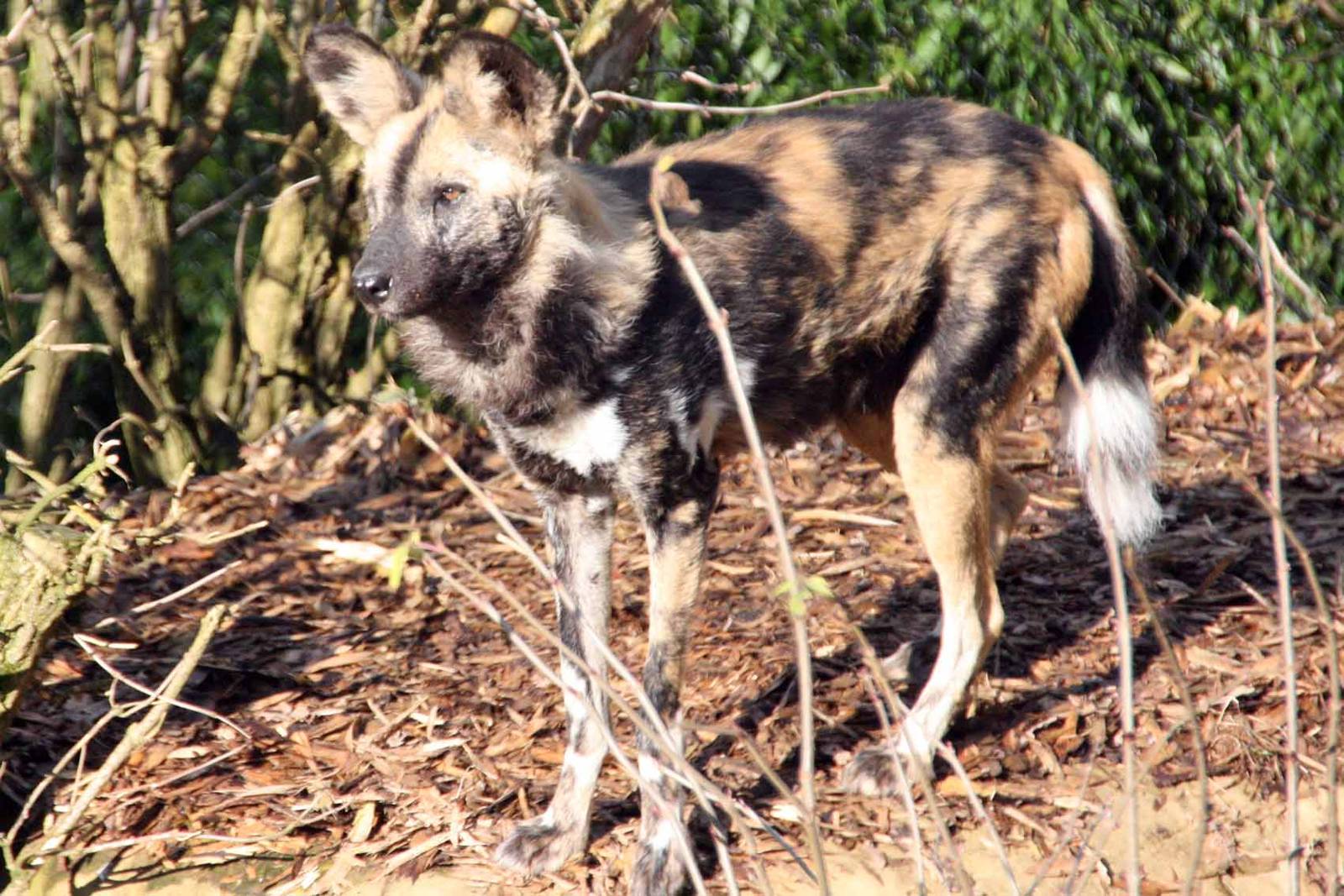 African Hunting Dog