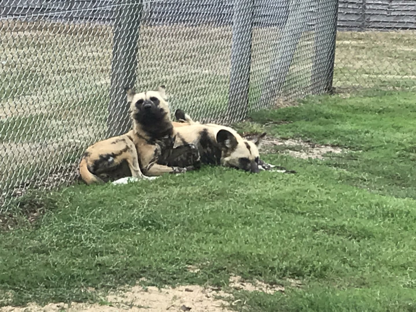 African hunting dogs 080818