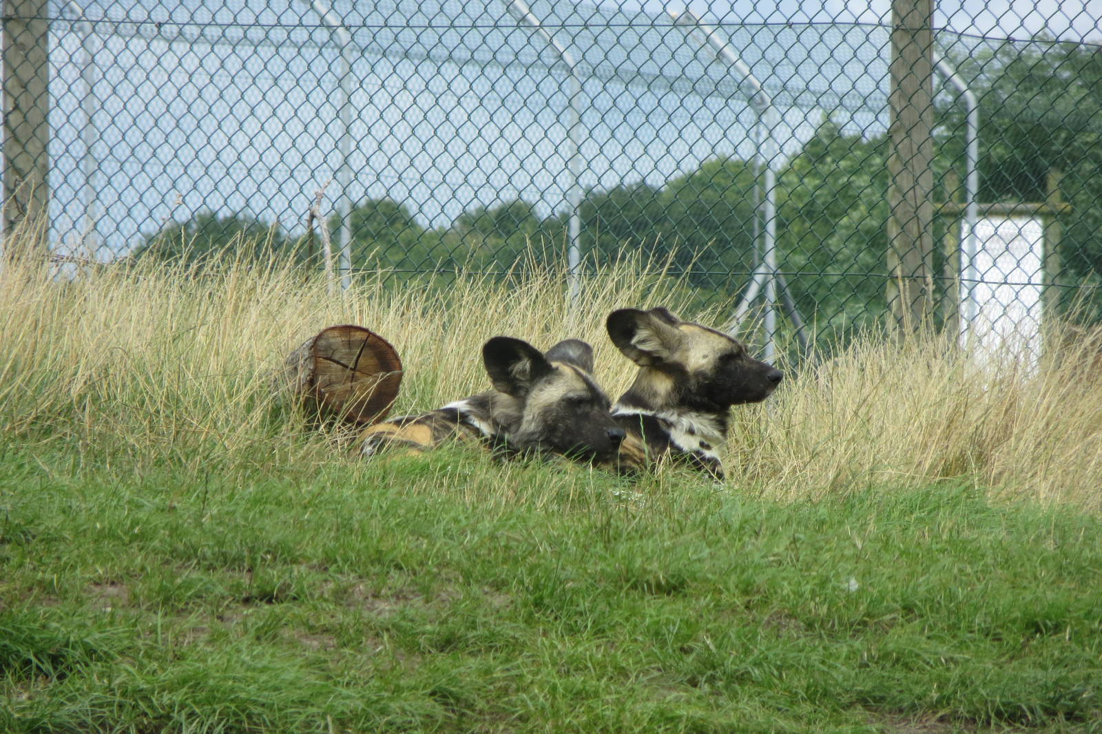 african hunting dogs 120813