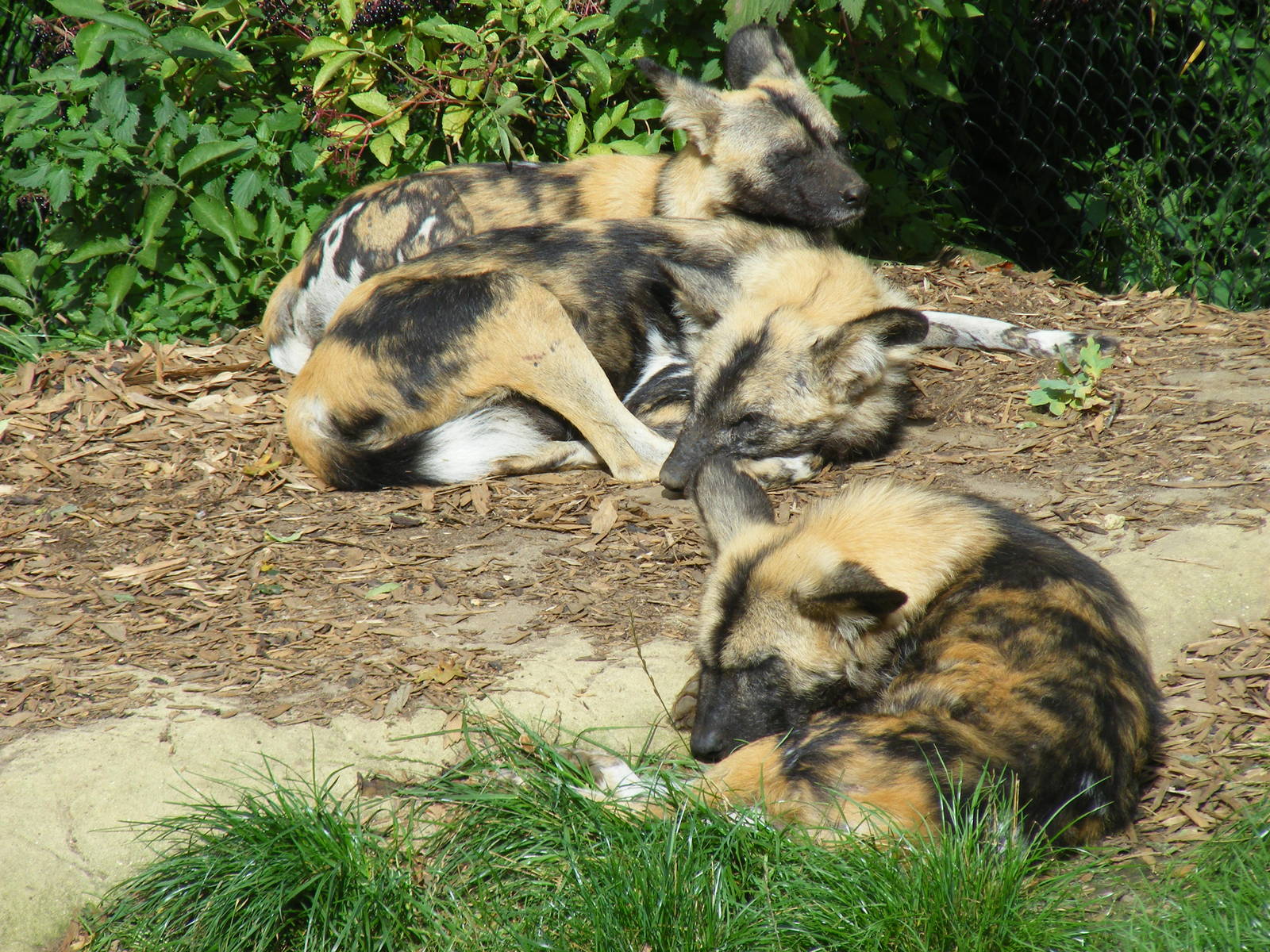 African hunting dogs at Colchester Zoo, 17 September 2010