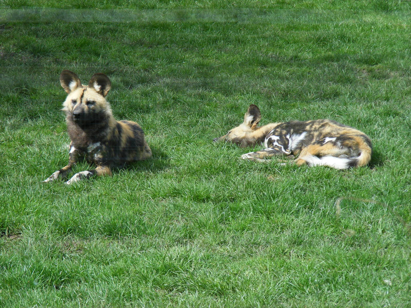 African hunting dogs at Howletts Wild Animal Park, 3 April 2010