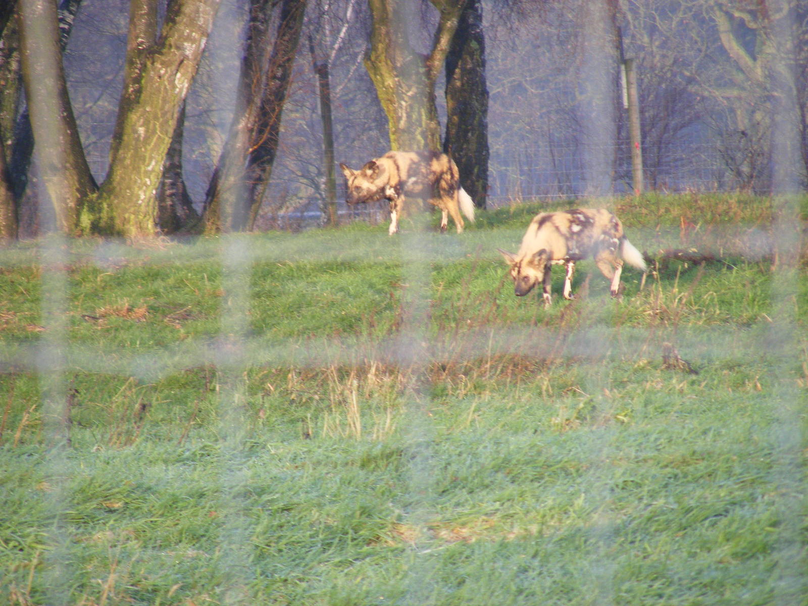 African hunting dogs at Knowsley Safari Park, 28 December 2009