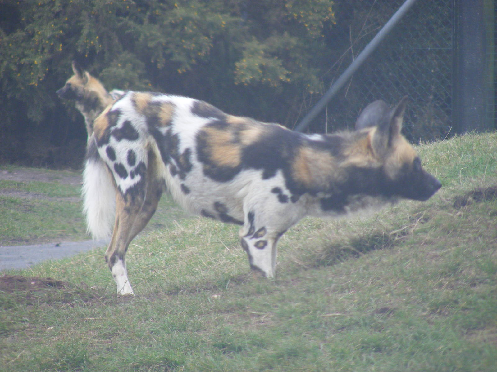 African hunting dogs at West Midland Safari Park, 13 February 2010