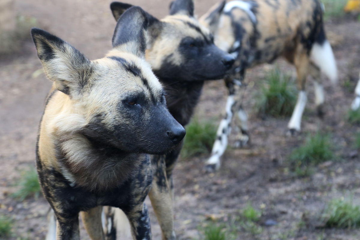 African Hunting Dogs at ZSL London Zoo 2/11/2018