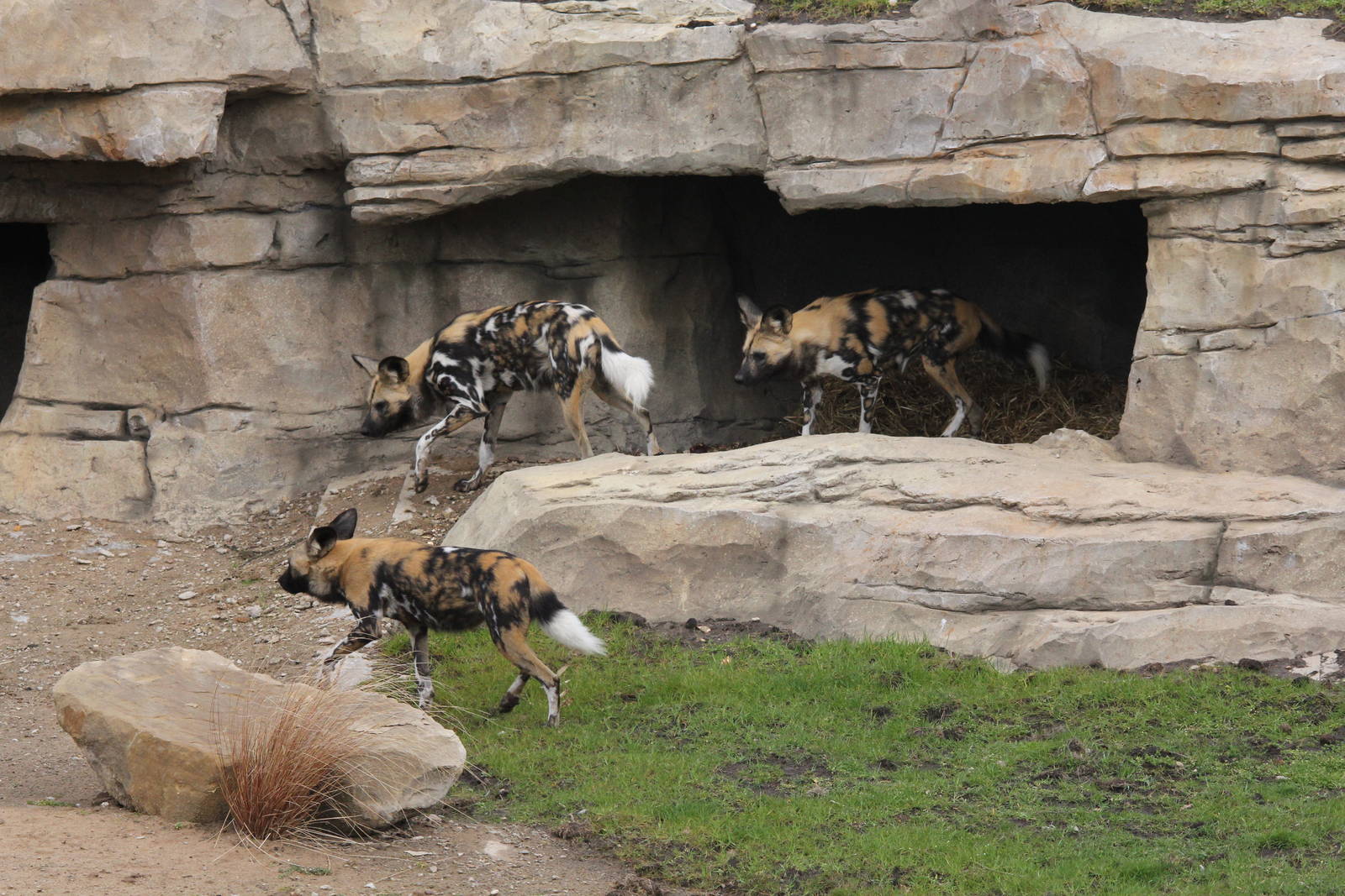 African hunting dogs exploring the dens. 31-3-15