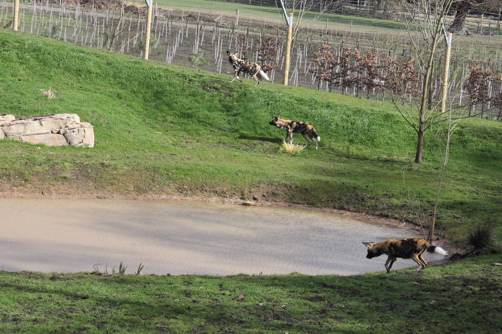 African Hunting dogs exploring their new area. 31-3-15