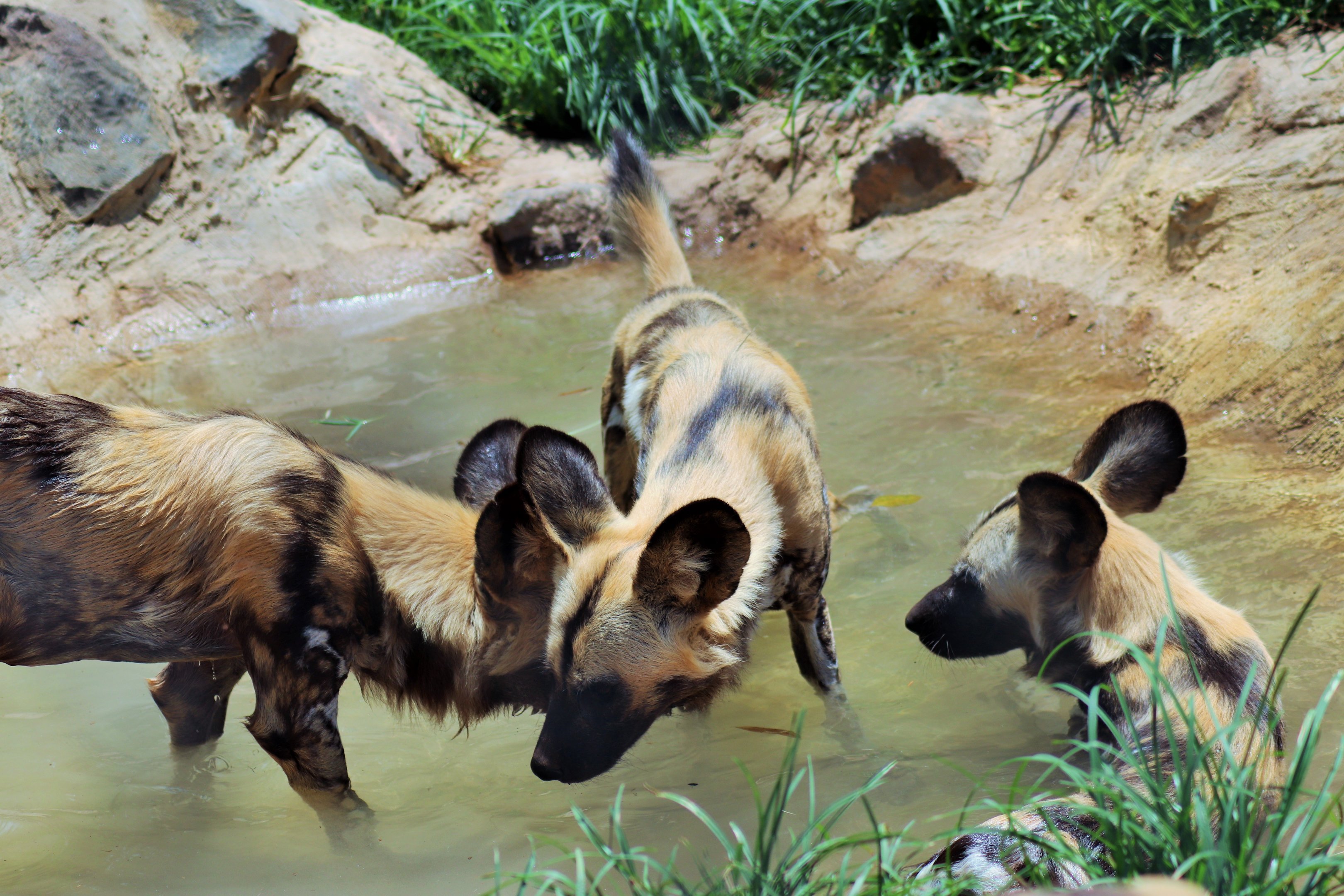 African Hunting Dogs in the Pool