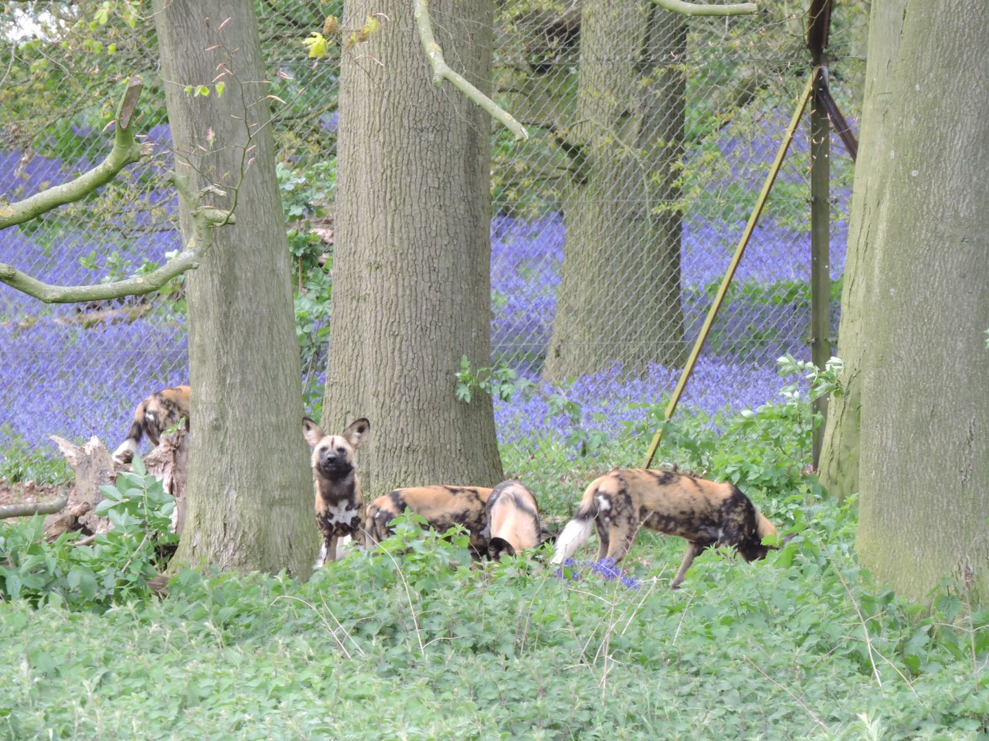 African Hunting Dogs in wood