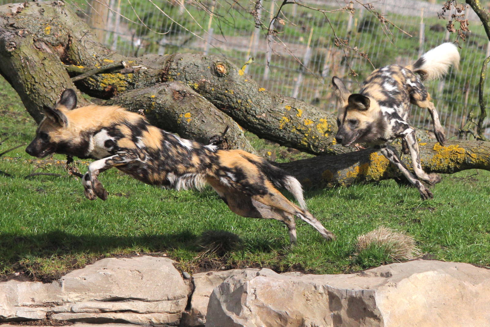 African hunting dogs leaping through the trees 31-3-15