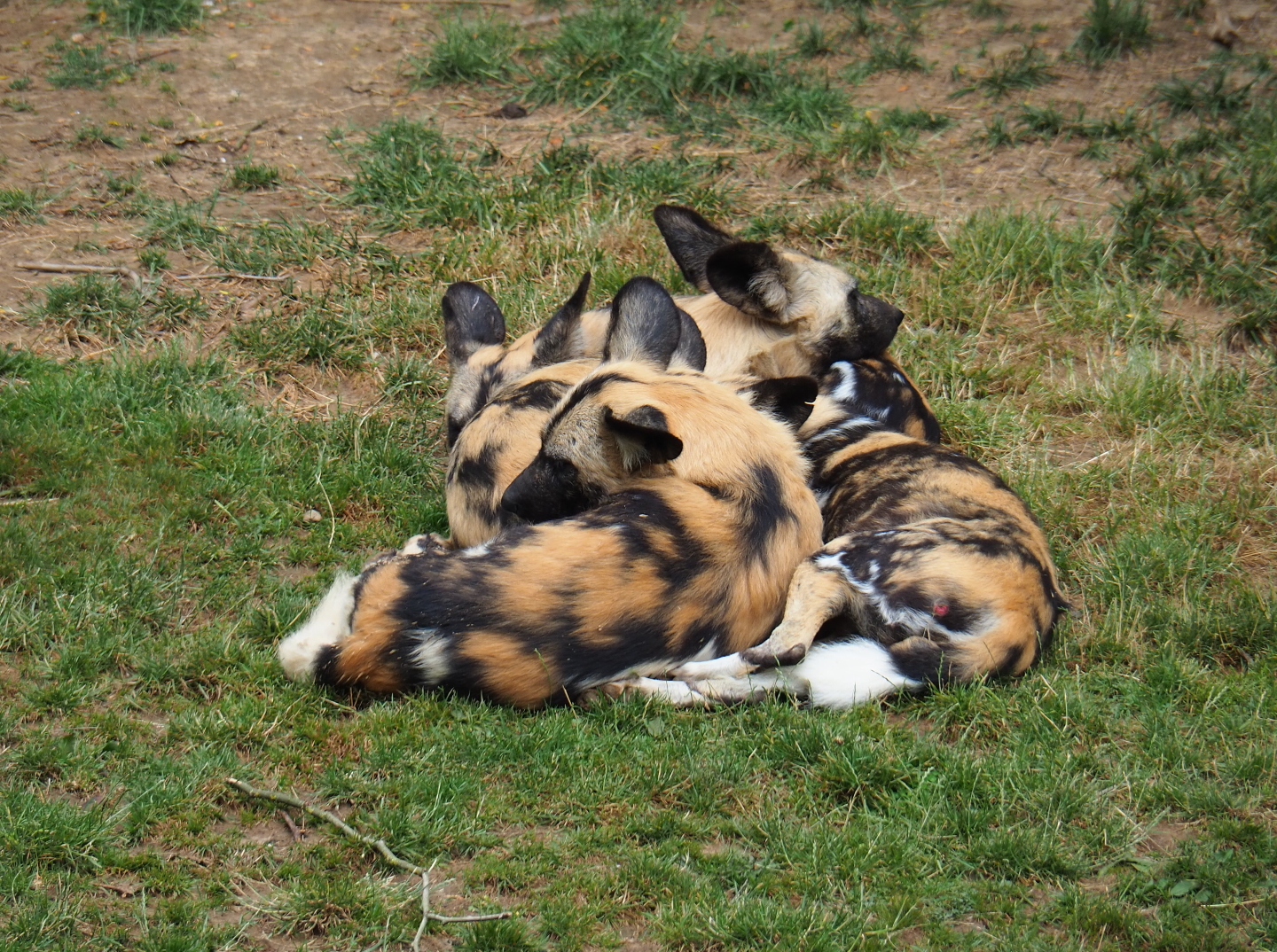 African hunting dogs (Lycaon pictus), 2019-07-21