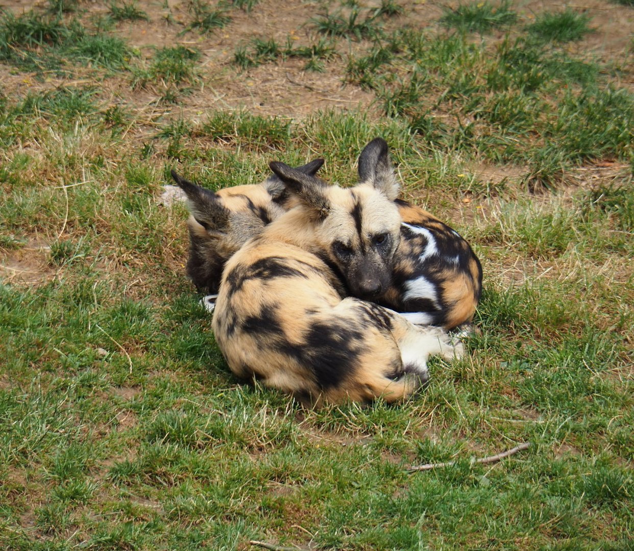 African hunting dogs (Lycaon pictus), 2019-07-21