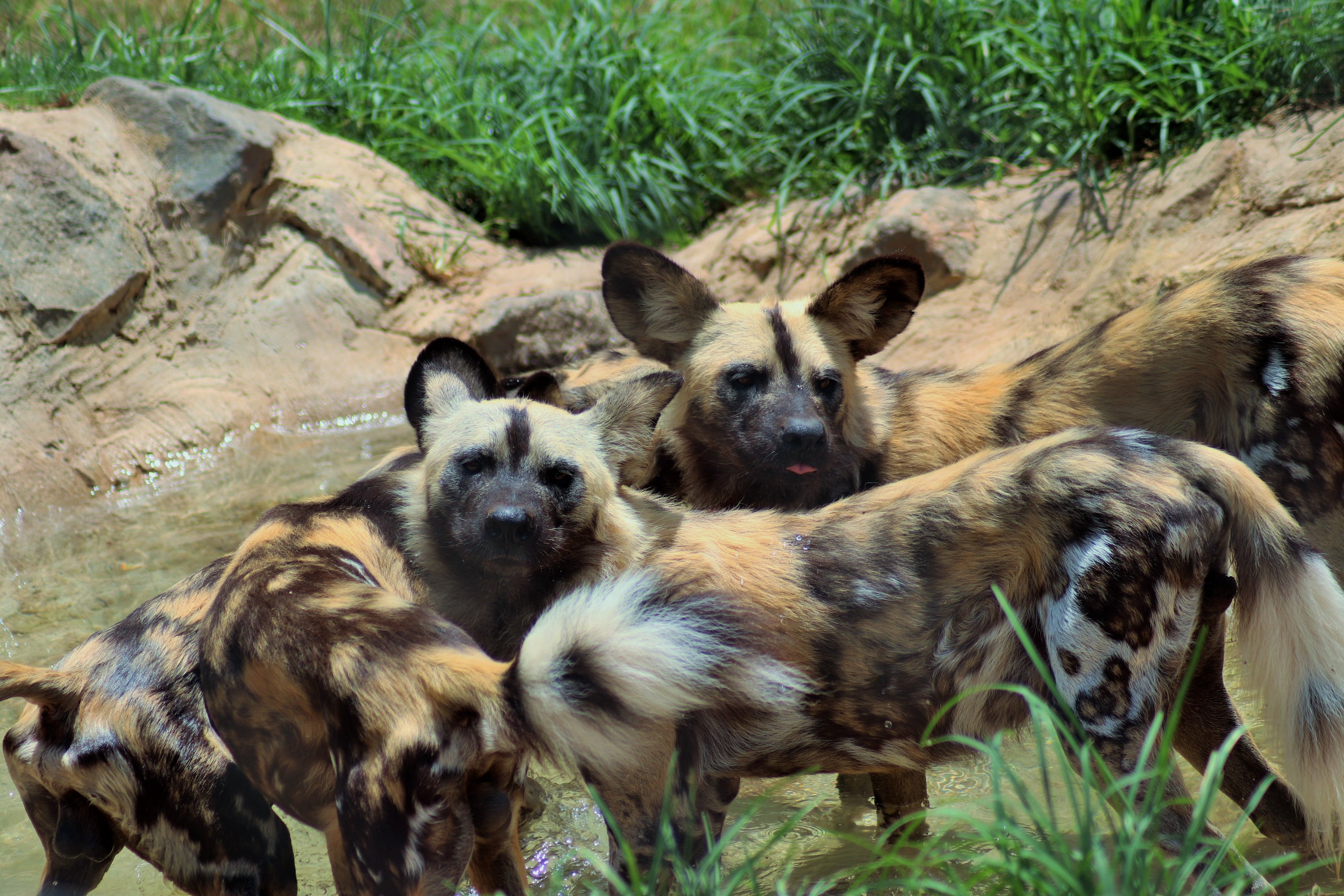 African Hunting Dogs (Lycaon pictus)