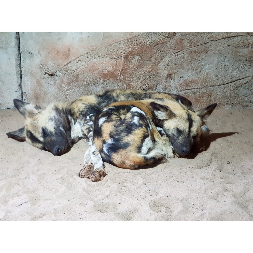 African Hunting Dogs - No sign of the 7 puppies.