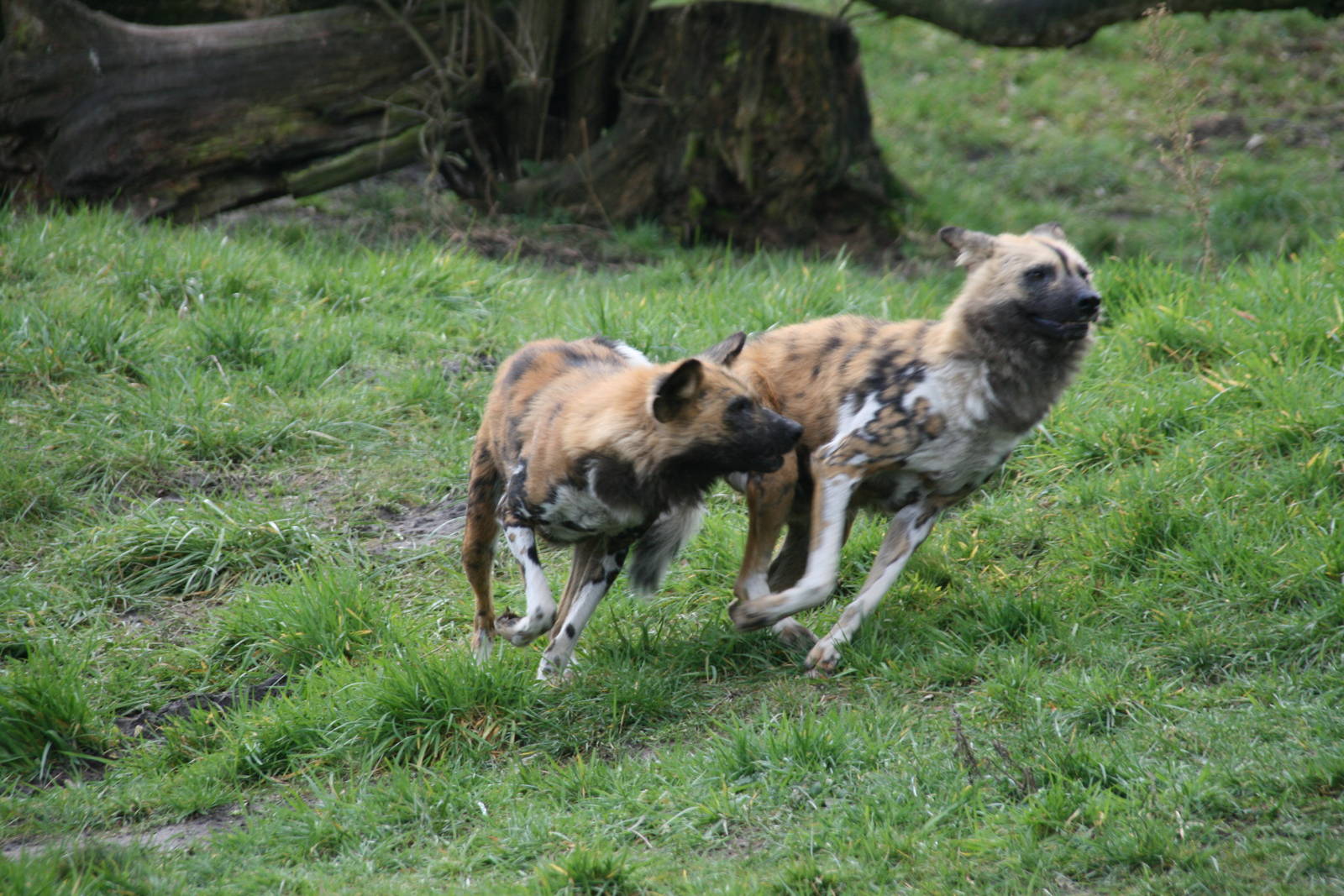 African hunting dogs playing