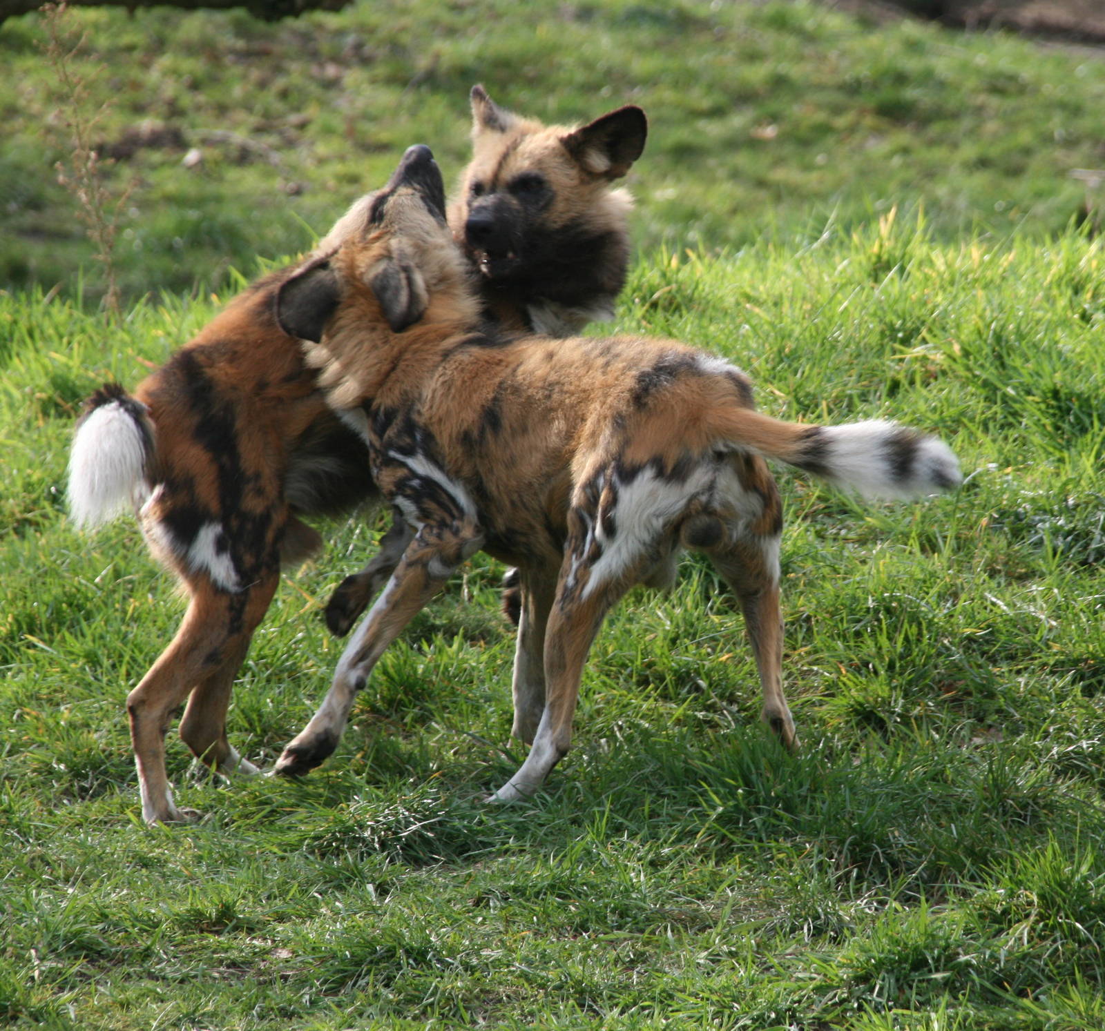 African hunting dogs playing