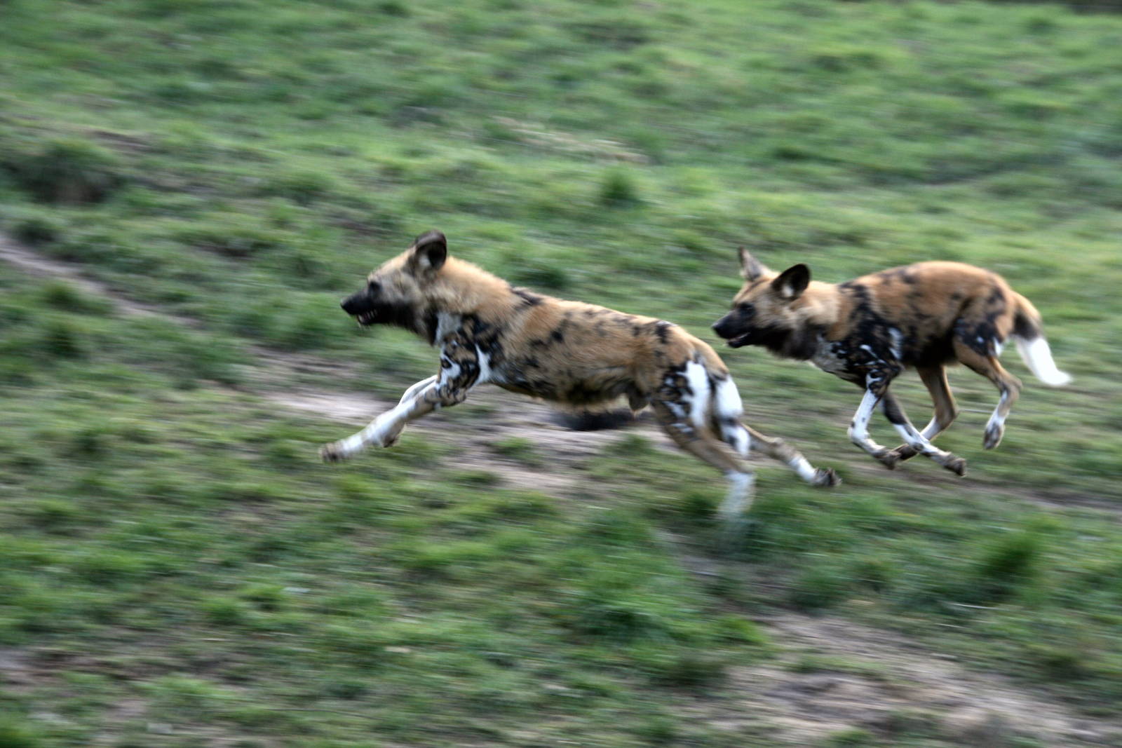 African hunting dogs playing