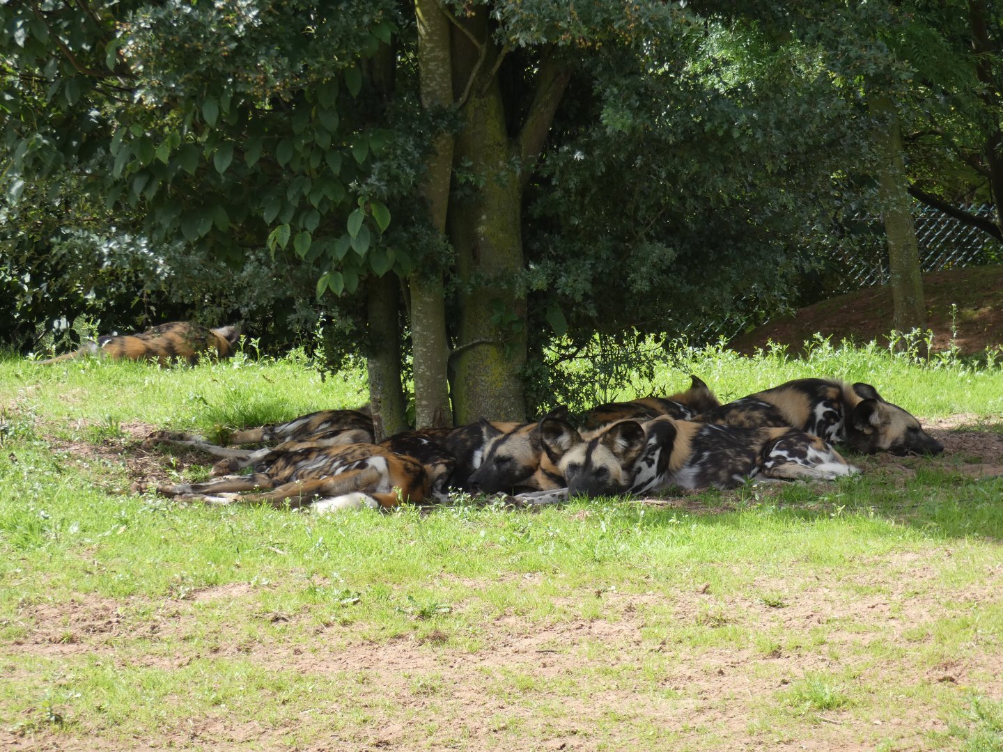 African Hunting Dogs under a tree