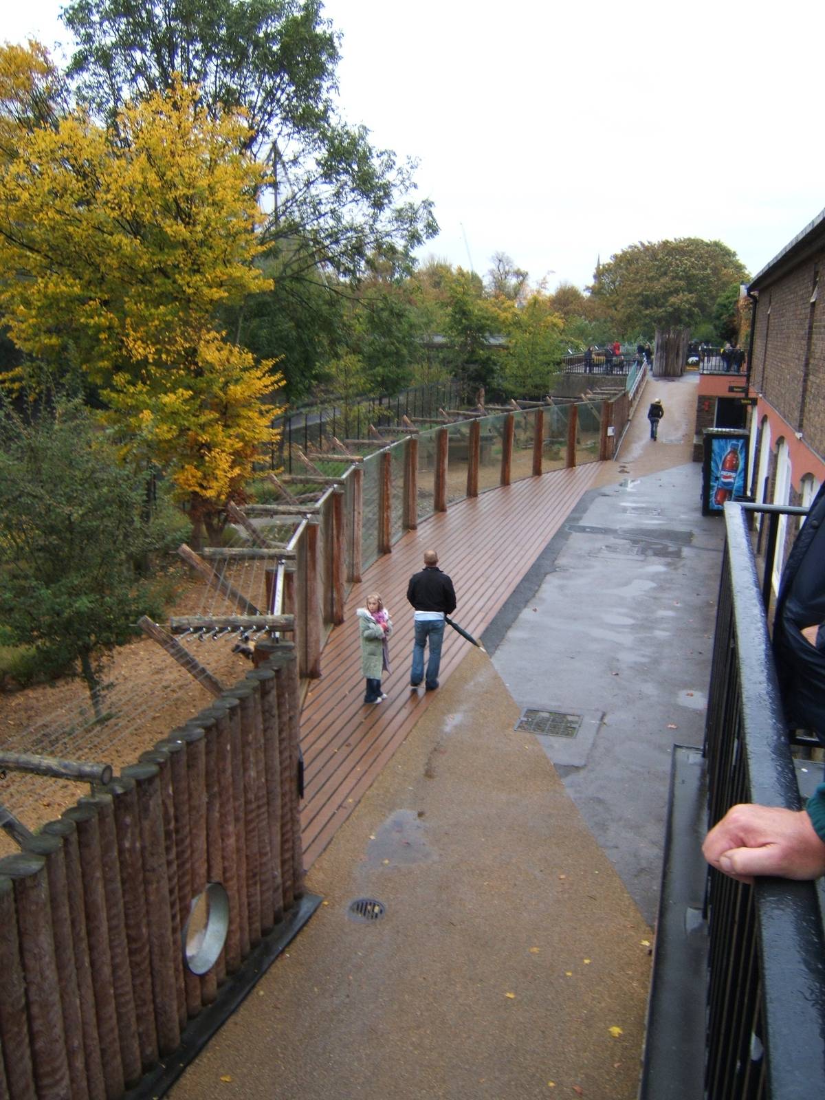African Hunting Dogs walkway
