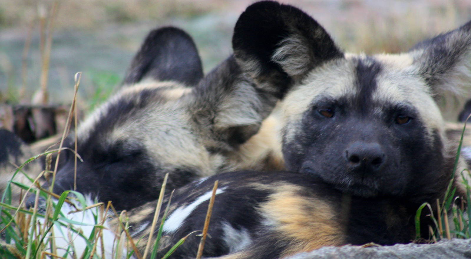 African Hunting dogs