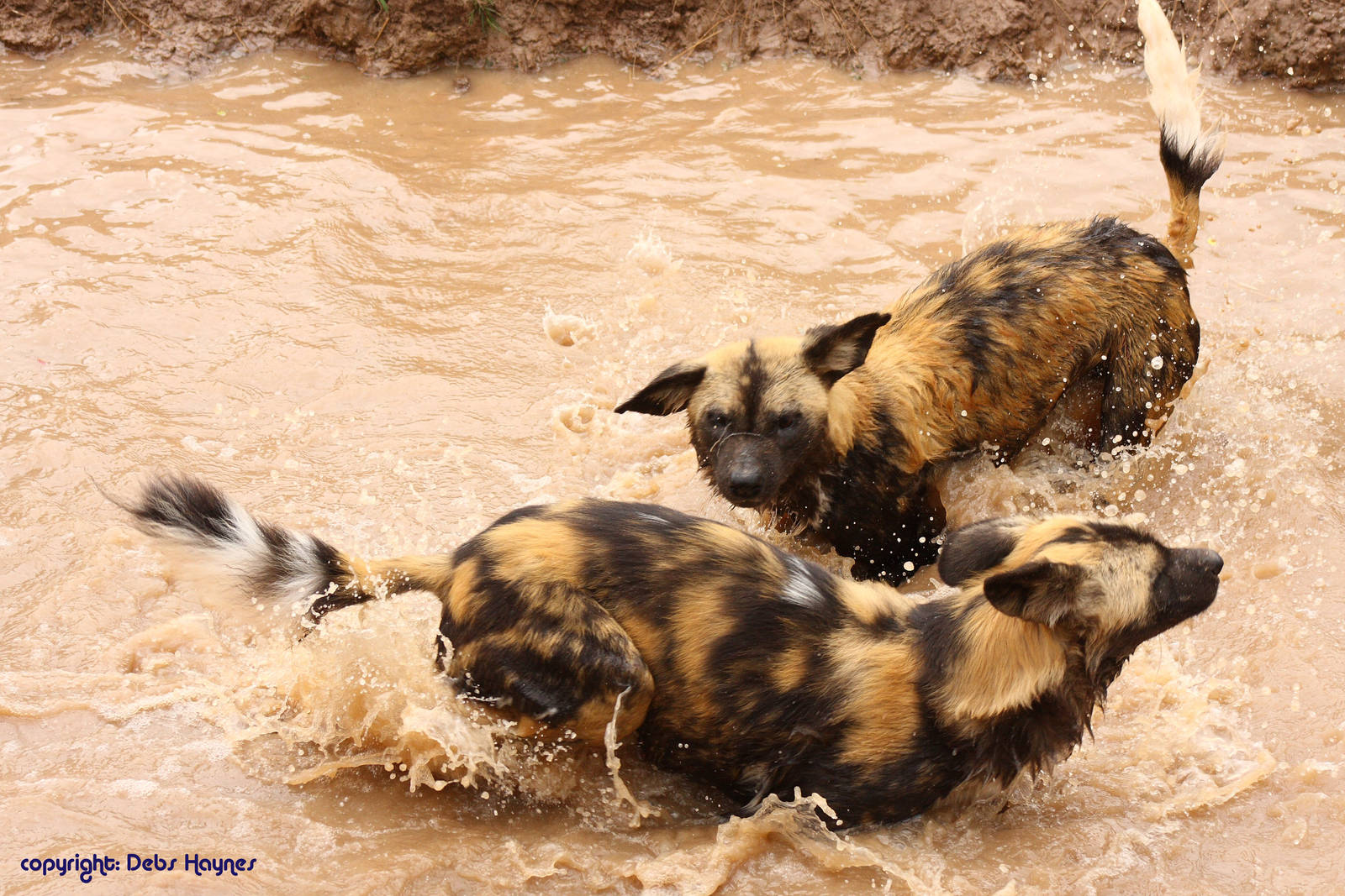 African Hunting Dogs