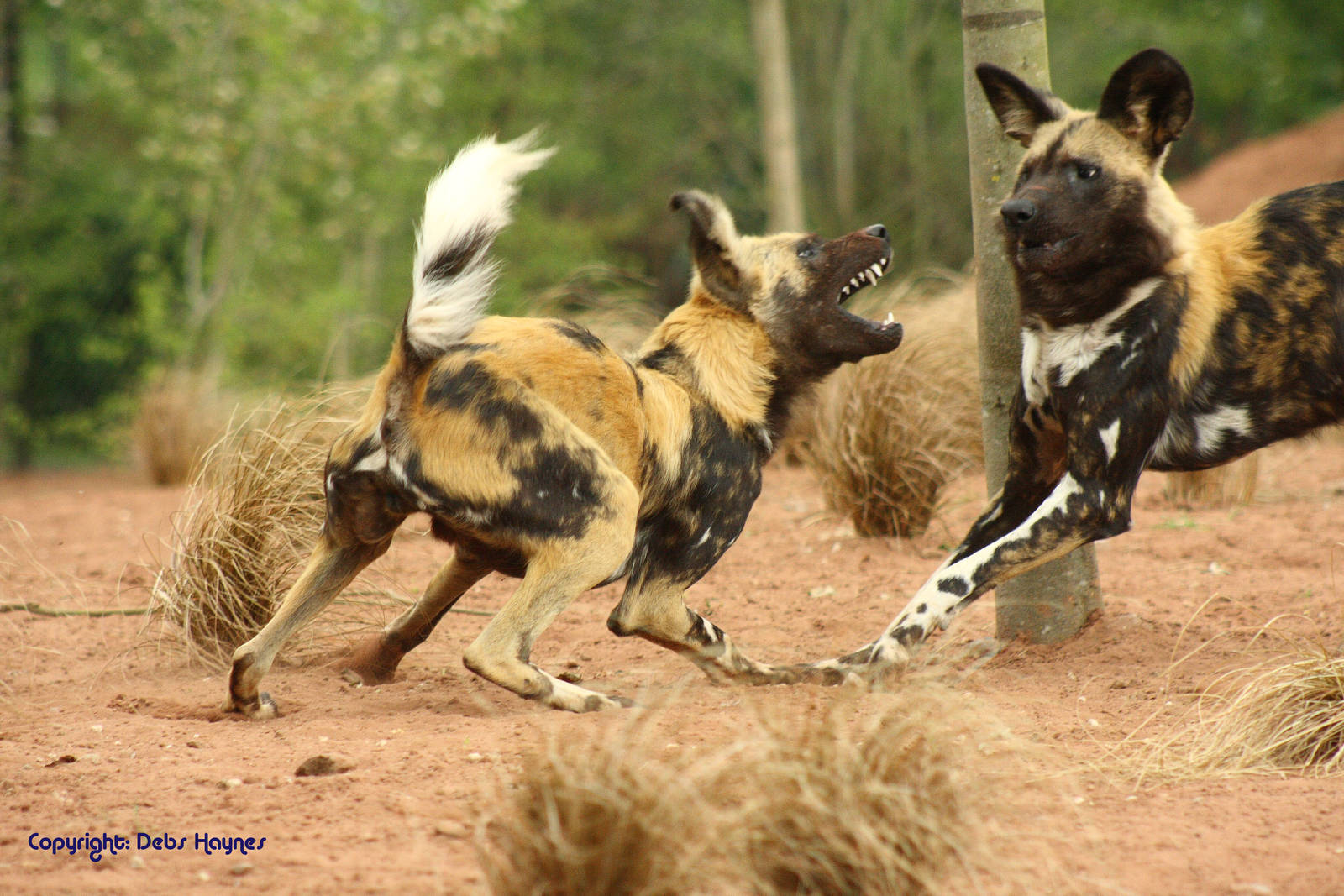 African Hunting Dogs