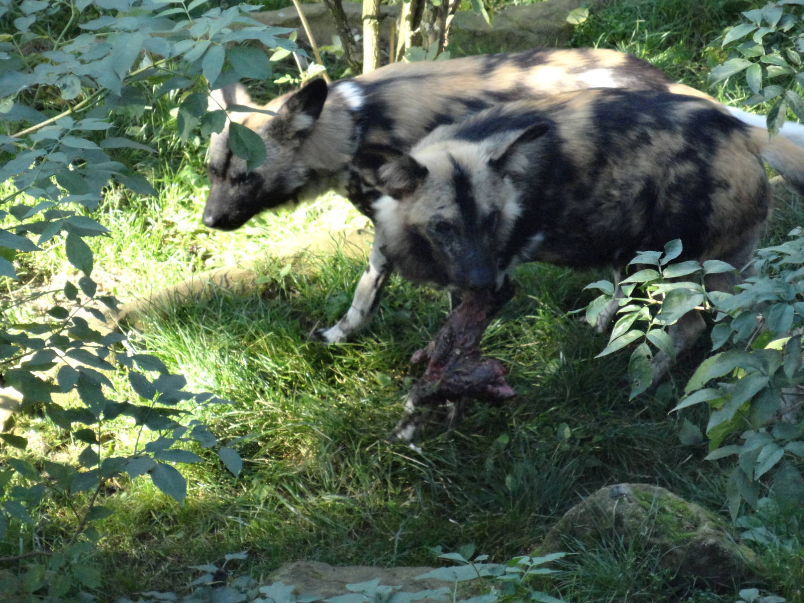 African Hunting Dogs