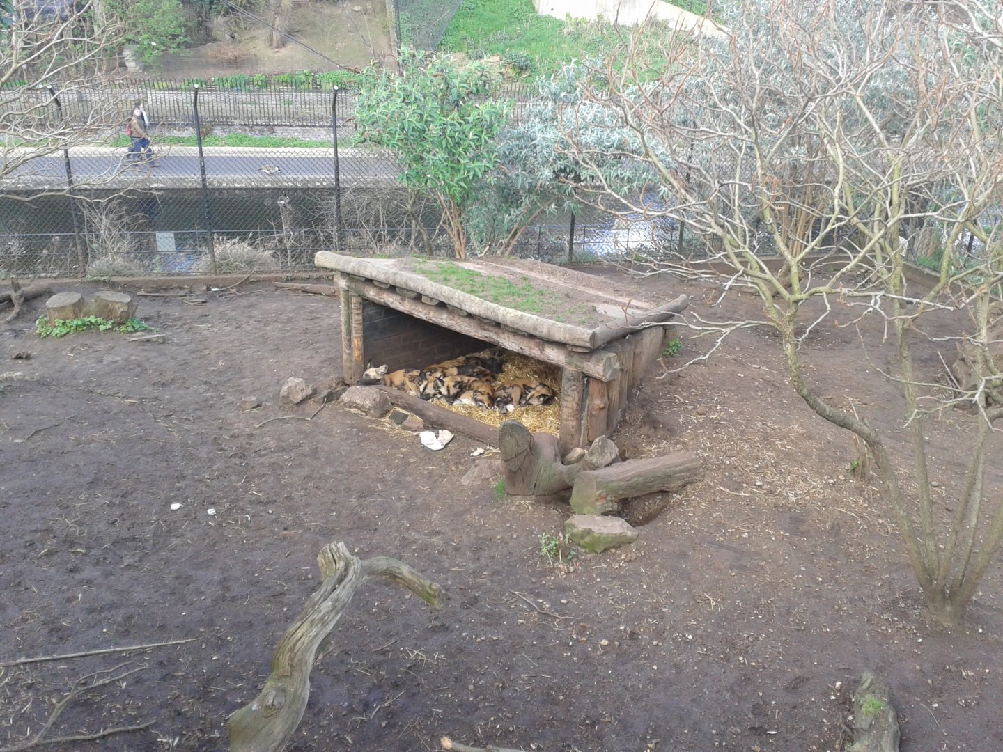 African Hunting Dogs