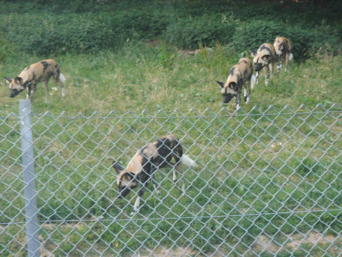 African Hunting Dogs
