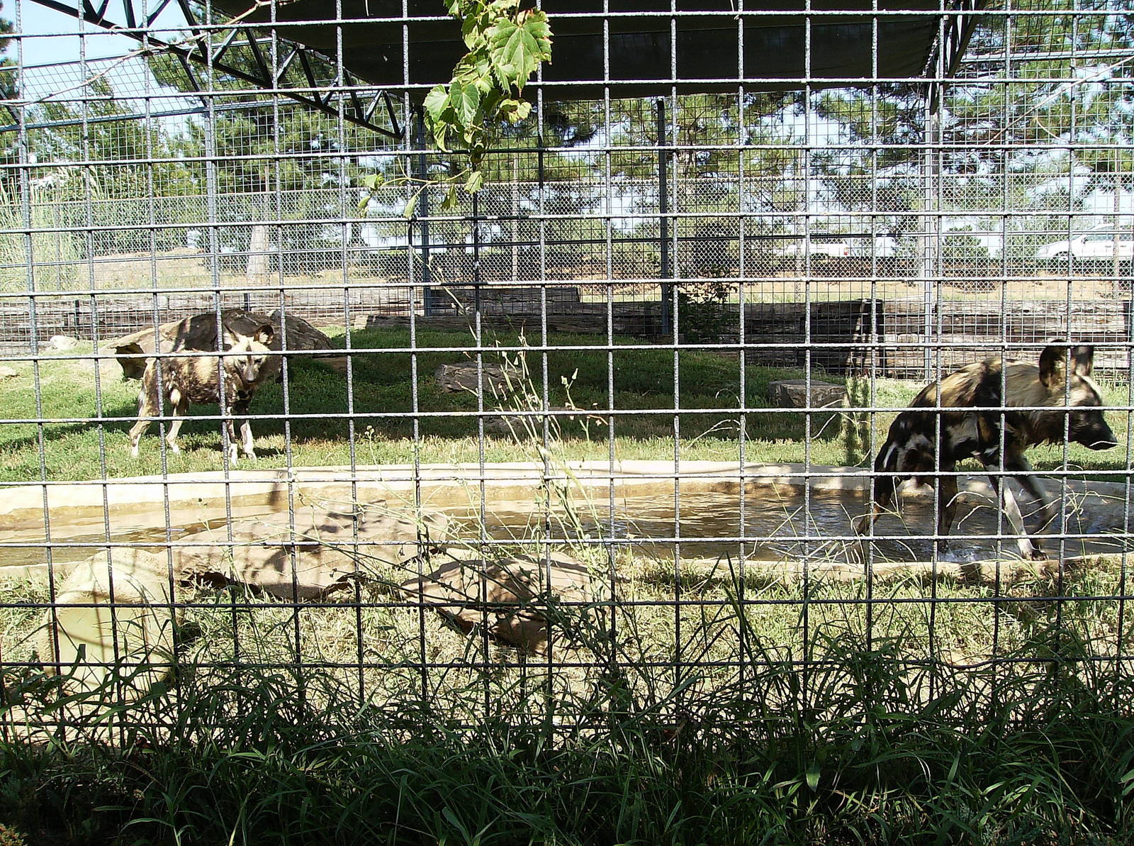 African Hunting Dogs