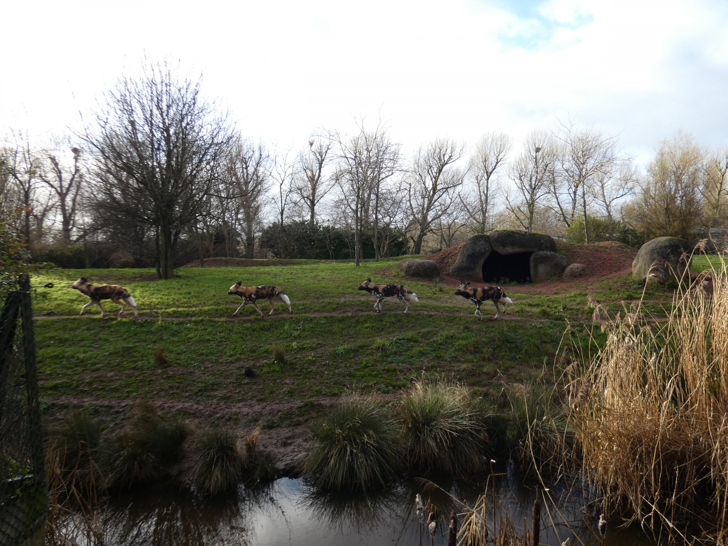 African hunting dogs