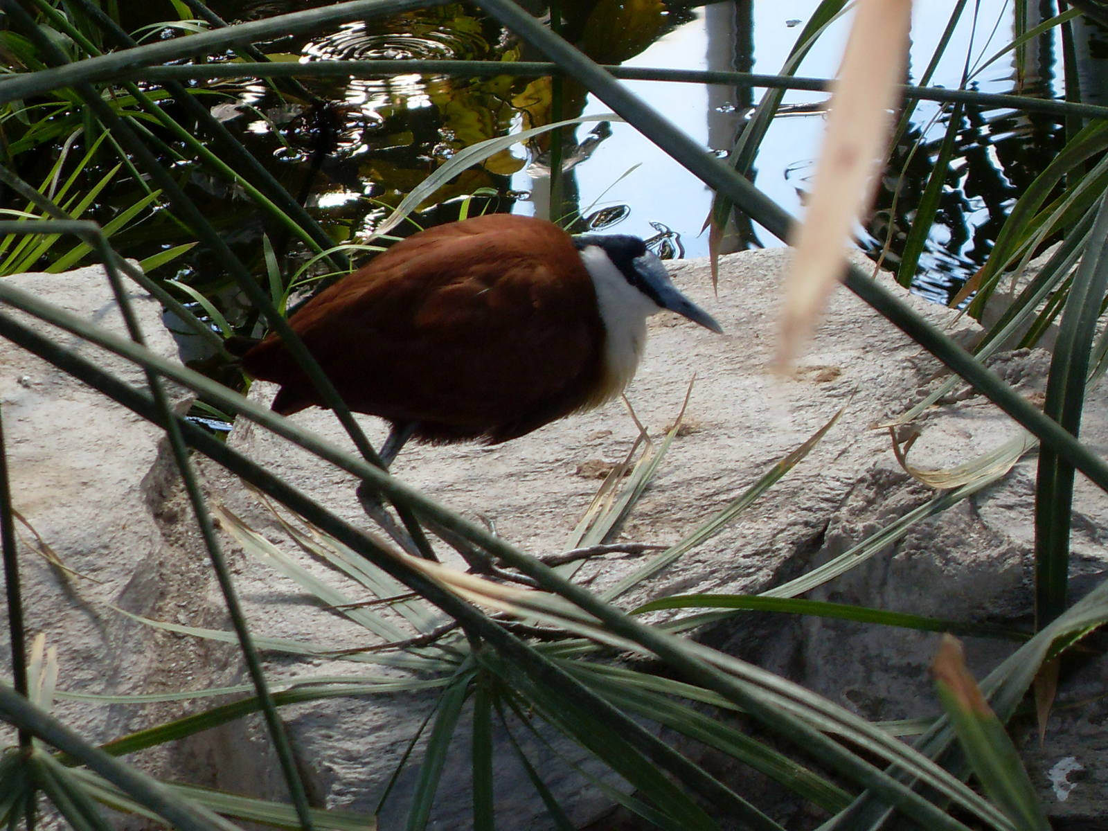 african jacana 050910