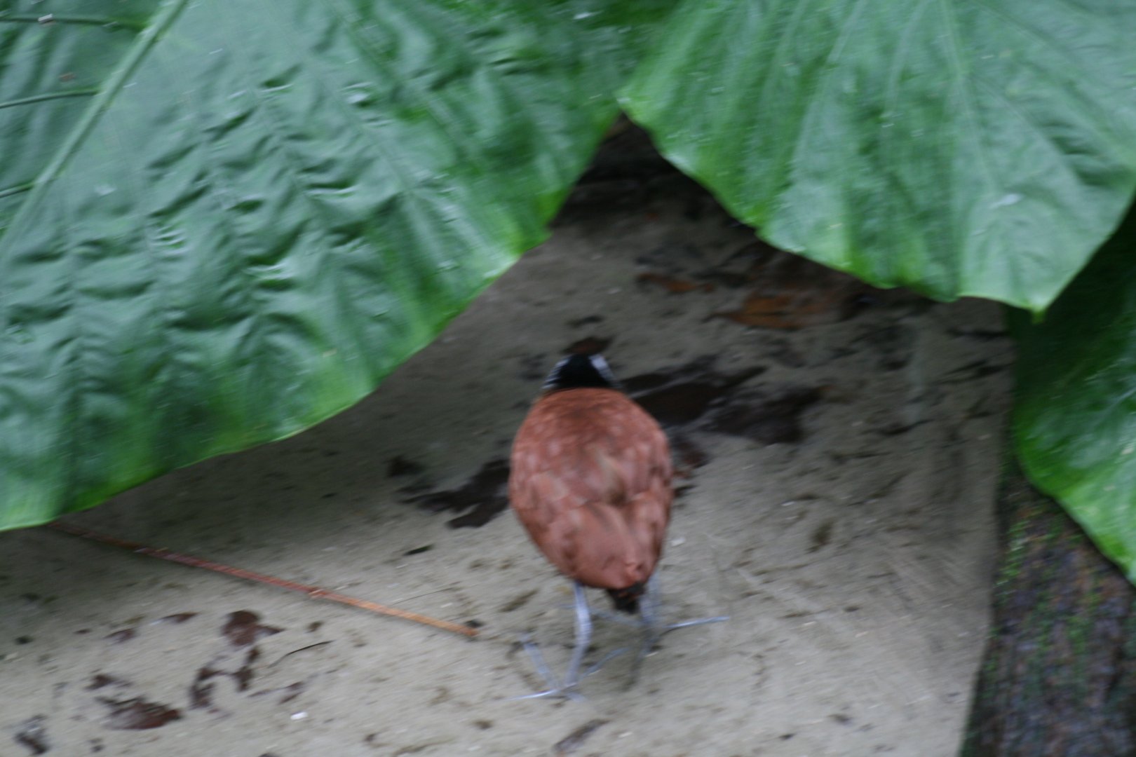 African Jacana (20/2/25)