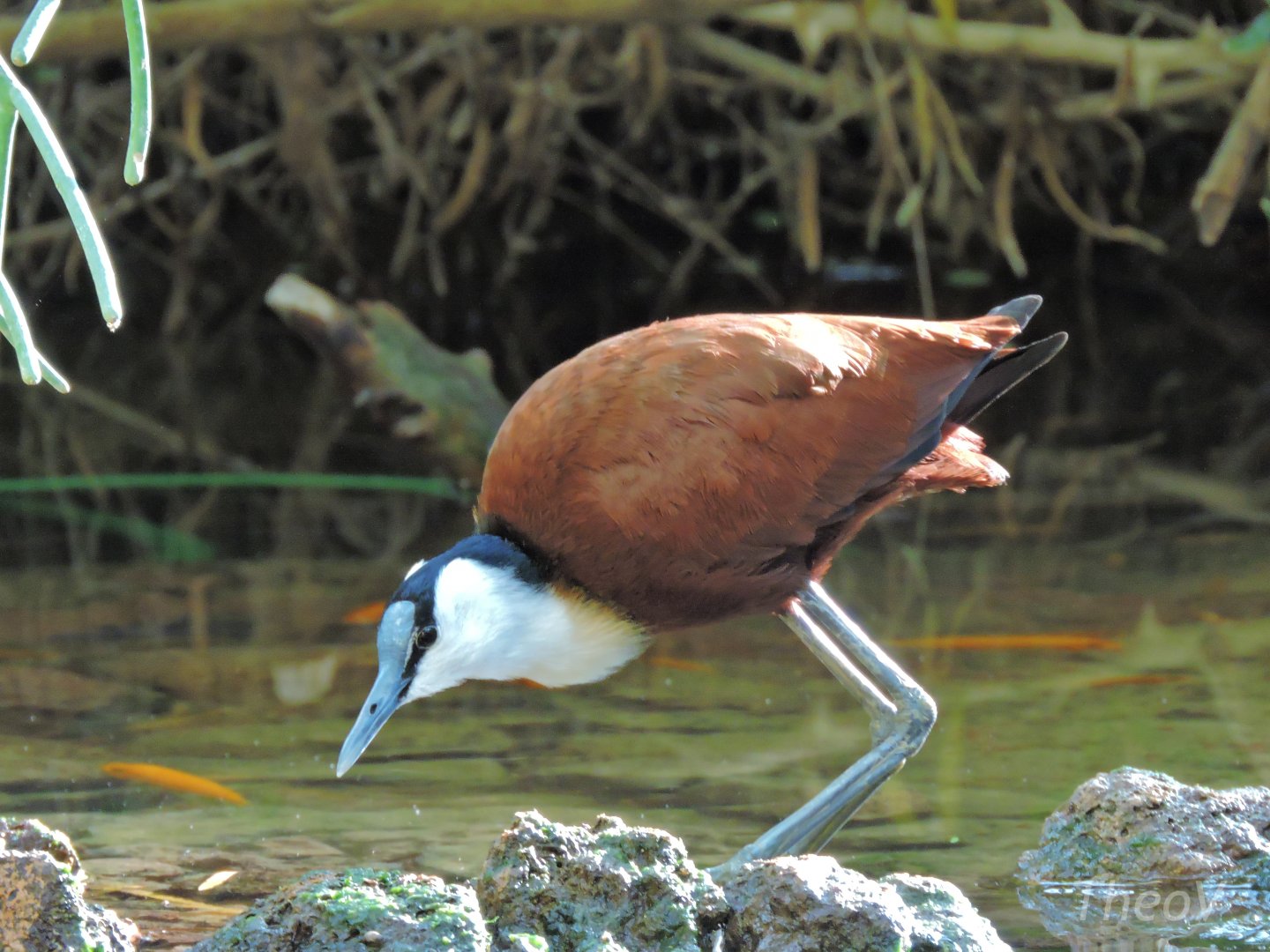 African jacana [2016]