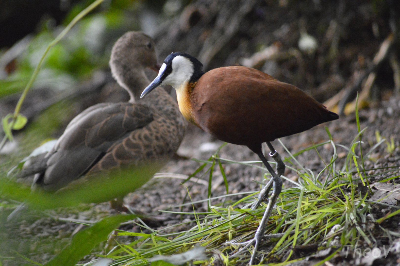 African jacana [2018]