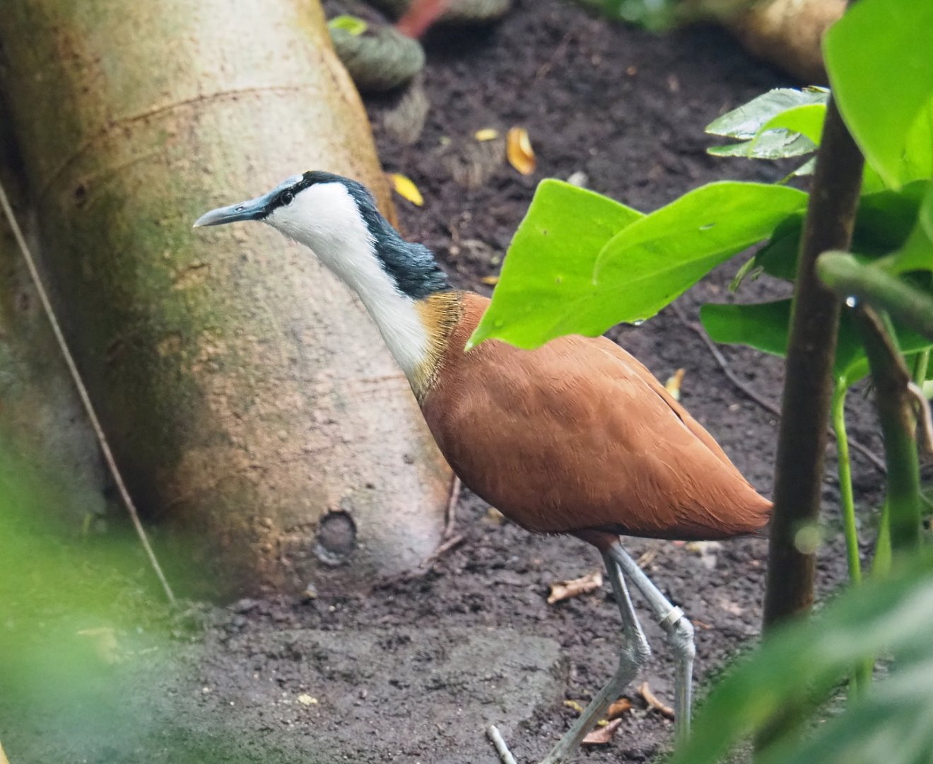 African jacana (Actophilornis africanus), 2021-09-03