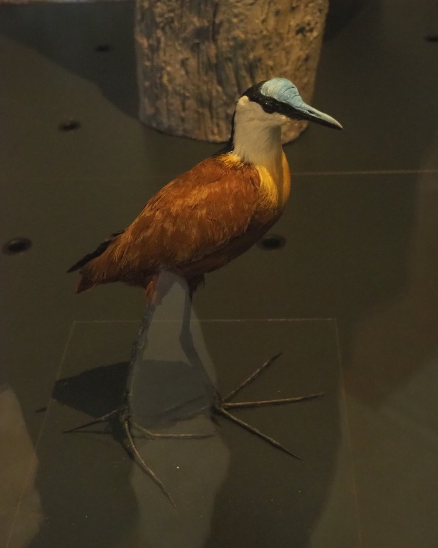African jacana (Actophilornis africanus), 2021-10-20