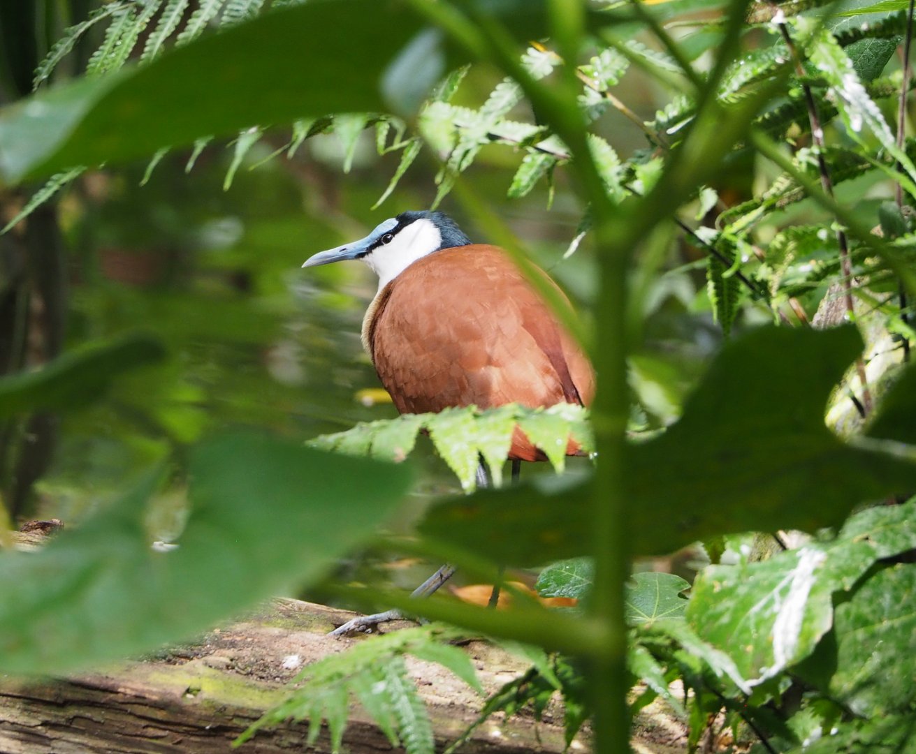 African jacana (Actophilornis africanus), 2022-06-28