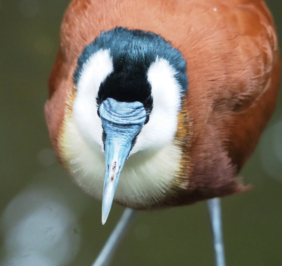 African jacana (Actophilornis africanus), 2022-09-14