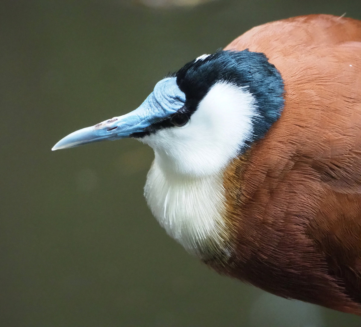 African jacana (Actophilornis africanus), 2022-09-14