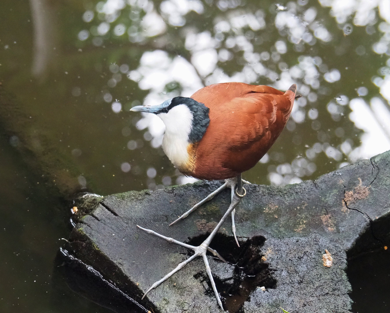 African jacana (Actophilornis africanus), 2022-09-14